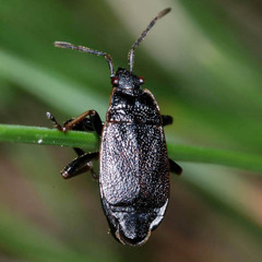 Pyrrhocoris marginatus