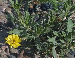 Grindelia chiloensis