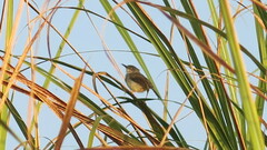 Prinia flaviventris