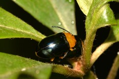 Lamprolina simillima