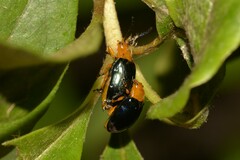 Lamprolina simillima