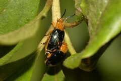 Lamprolina simillima