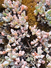 Oscularia deltoides