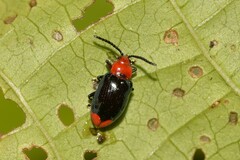 Phyllocharis gracilis