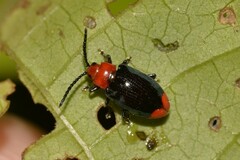 Phyllocharis gracilis