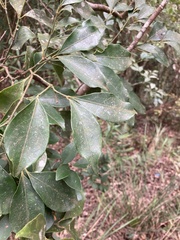 Euonymus laxiflorus