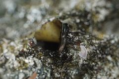 Cryptoblepharus africanus