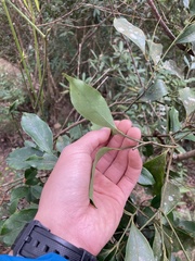 Euonymus laxiflorus