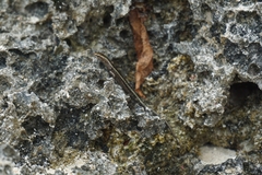 Cryptoblepharus africanus