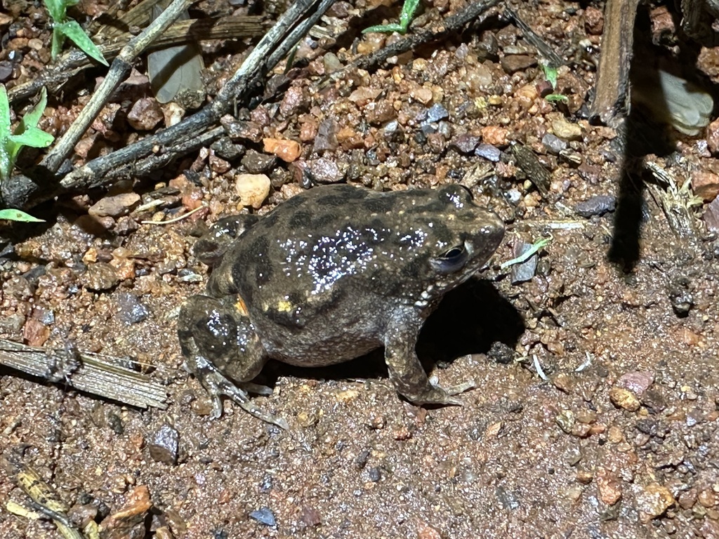 Glandular Toadlet