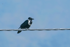 Corvus pectoralis