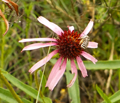 Echinacea angustifolia