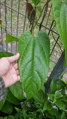 Aristolochia acuminata