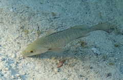 Lutjanus argentimaculatus