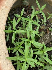 Oldenlandia corymbosa