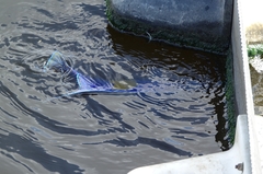 Pomacanthus maculosus