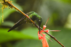 Heliodoxa imperatrix