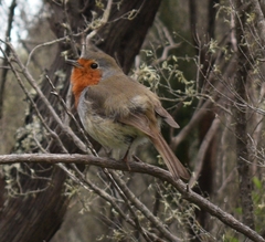 Erithacus rubecula superbus