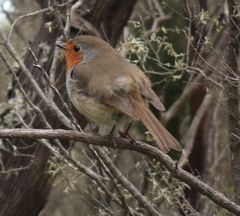 Erithacus rubecula superbus
