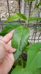 Vincetoxicum indicum