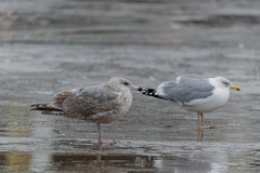 Larus argentatus × hyperboreus