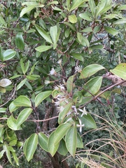 Clematis crassifolia