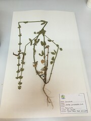 Stachys grandidentata