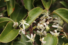 Clematis crassifolia