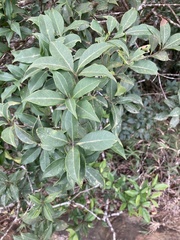 Osmanthus