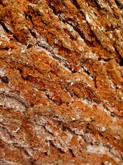 Trentepohlia