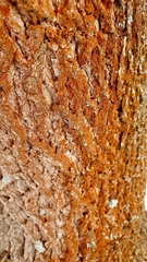 Trentepohlia