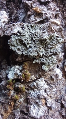 Lecanoromycetidae