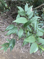 Cinnamomum osmophloeum