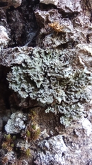 Lecanoromycetidae