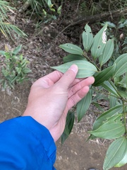 Cinnamomum osmophloeum