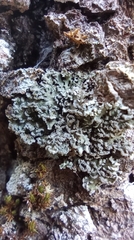 Lecanoromycetidae