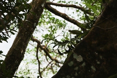 Cleisostoma paniculatum