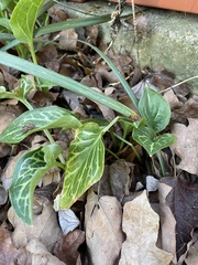Arum italicum