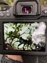 Cleisostoma paniculatum