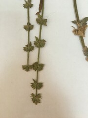 Stachys grandidentata