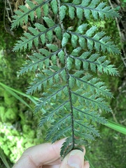 Polystichum neozelandicum