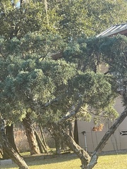 Afrocarpus falcatus