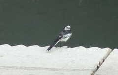 Motacilla alba