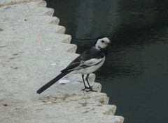 Motacilla alba