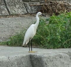 Egretta garzetta