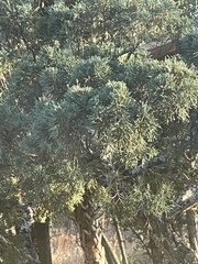 Afrocarpus falcatus