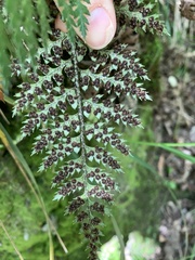 Polystichum neozelandicum