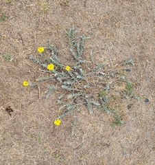 Noticastrum acuminatum