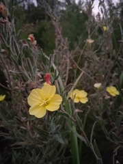 Oenothera affinis