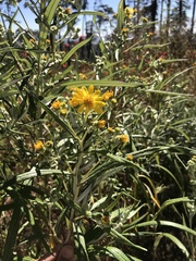 Senecio cinerarioides